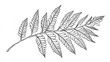 © Almahyra - Ornate fern leaf graphic illustration