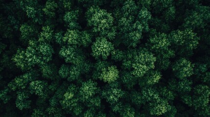 Aerial View of Lush Green Canopy: A Serene Forest Scene