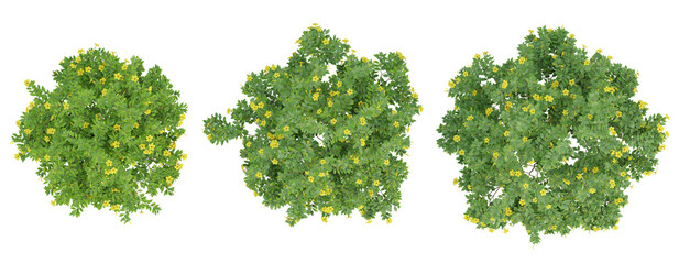 Wall Mural - Top view set of 3d flower plants allamanda cathartica on transparent background, png illustration