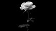 © BABEKU - Monochrome Elegance: A Single White Rose Against a Black Background