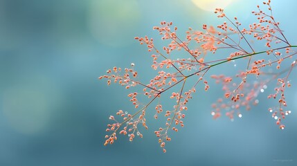 Poster - Pale coral wildflowers delicately arranged on a glistening surface adorned with dew droplets, bathed in soft light for a tranquil effect, allowing for text placement