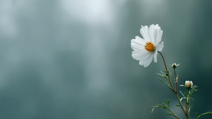 Poster - A single white cosmos flower showcases its bright yellow center, surrounded by a blurred sage green backdrop under soft natural light, creating a peaceful ambiance