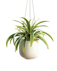 Poster - A vibrant chlorophytum comosum also known as spider plant thrives in a stylish ribbed offwhite hanging planter adding a touch of green to any indoor space. : Generative AI