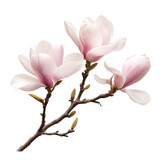 Beautiful magnolia blossoms showcasing delicate pink petals on a slender branch in springtime