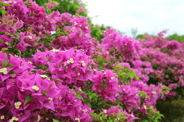 Wall Mural - eye-catching the rows of flowering hot pink bougainvillea glabra trees