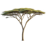 A majestic acacia tree