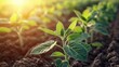 © BondGraphics - Young Soybean Plants in Field at Sunrise, Agriculture , Crop