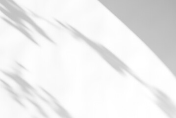 Fototapete - Soft shadows overlay of leaves through a window on a wall. Isolated brush on transparent background. Generative ai