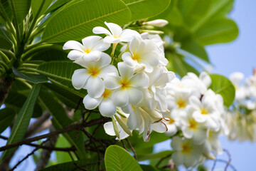 Wall Mural - White Frangipani flower Plumeria alba with green leaves