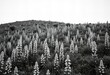 © Quy - Beautiful Image Hillside covered in lupines.