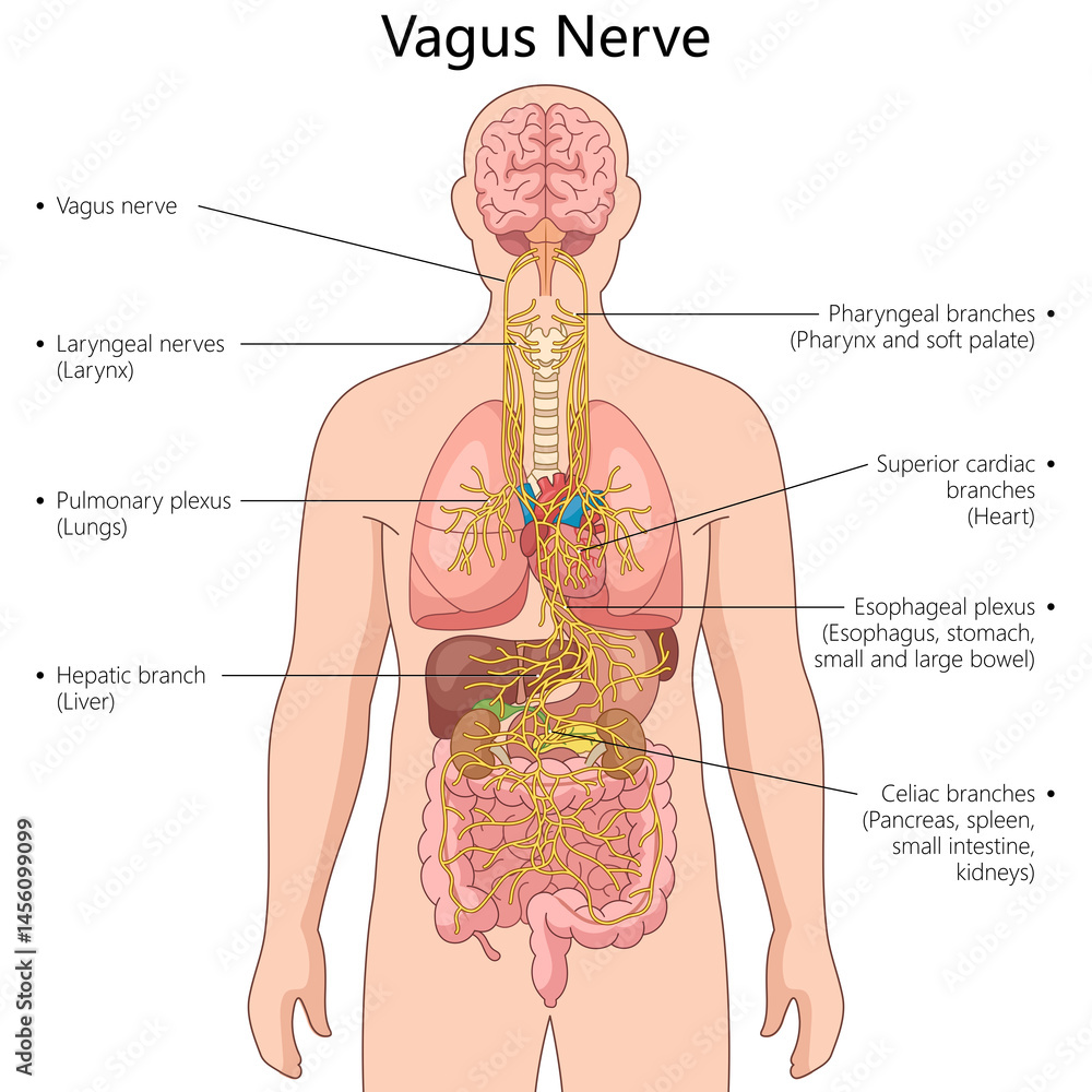 Connecting Organs vagus nerve and its branches, connecting the brain to vital organs like ...