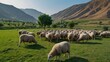 © David - A large flock of sheep grazing in a green field with mountains in the background on a sunny day