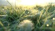 © Seno - Dew-covered grass illuminated by morning sunlight in a serene outdoor setting