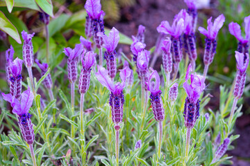 beautiful purple flowers of lavandula stoechas, known as the spanish lavender, topped lavender or fr