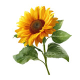 Yellow Sunflower With Green Le  isolated on a transparent background