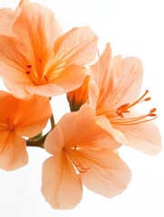 Poster - Peach colored geranium flowers blooming in studio shot on white background close up macro view of petals and stamen