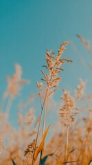 Poster - Golden reed grass blowing in the wind against a clear blue sky low angle view nature's beauty tranquil scene outdoors