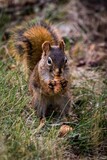 squirrel, squirrel in the forest, Squirrel eating food, squirrel diffrent colour 