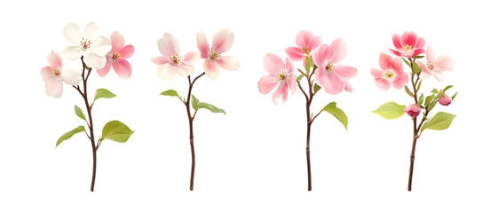 Apple Blossom Sprigs Against Transparent Background