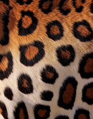 detailed closeup of jaguar fur pattern with black spots