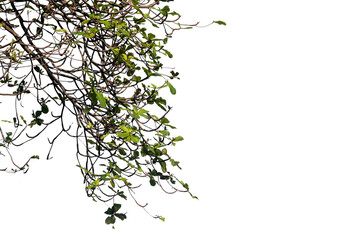 branch of a tree with leaves