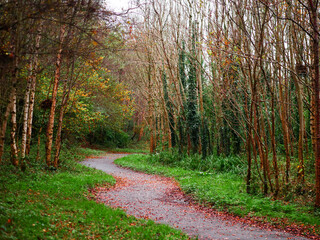 Wall Mural - a path through a forest with trees that are mostly green. the leaves on the trees are falling, and t