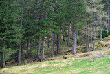View of a coniferous forest along a forest path in the Austrian Alps