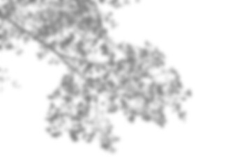 Fototapete - Leaf shadow overlay effect mock up with soft blurred edges creates natural and realistic look for design presentations or backgrounds in calm and subtle style