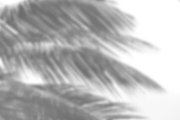 Fototapete - Leaf shadow overlay effect mock up creates natural and soft background for design presentations with realistic leaf shapes and gentle light for calming visual effect