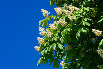 bright blossoms of a horse chestnut tree under clear blue sky