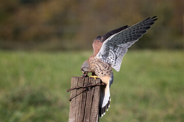 Aufkleber - A close up of a kestrel as it perches on a post feeding off a small rodent. It has its wings up in the air as it holds its balance