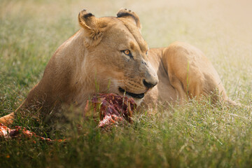 a lioness crouches in an open savanna field, feeding on her fresh kill under the golden sun, capturi