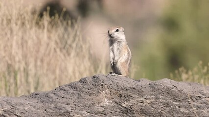 Wall Mural - A baby Antelope Squirrel sits up on top of a basalt boulder soaking in some morning sunshine before turning and darting down off the rock on a spring day in the desert of Southern Utah USA.