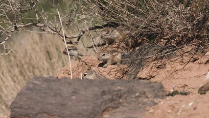 Wall Mural - 4k video of baby Antelope Squirrels resting in the shelter of a desert bush while heat waves dance in the air. The mother comes to greet them then goes to the right while a couple of the babies play.