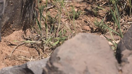 Wall Mural - 4k video of a Whiptail lizard hunting among small plants and rocks looking for insects to eat on a sunny spring morning in the desert of Southern Utah, USA.
