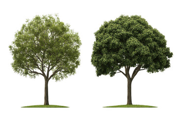 observe the forest, two trees in different colors of green foliage.
