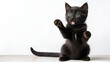 © Cathy - Adorable black kitten sitting and playfully  begging raising its paw, isolated on transparent background