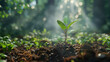 © Jrprr - Fresh green plant sprouting in forest with soft sunlight background