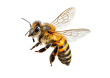 Detailed close up of a honey bee flying, isolated on transparent background. Honey, pollination, nature.