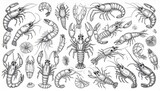 Crayfish Shrimp Seafood Collection Hand Drawn Sketch Various types of crustaceans illustration