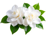  Two white gardenias flowers, transparent background PNG