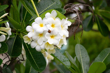 Wall Mural - White Frangipani flower Plumeria alba with green leaves