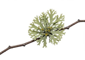 pale green lichen growing on a small branch against a stark white background