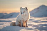 single cute little arctic fox relax on snow. clean and bright white snowfield background with golden sun light. beautiful polar scenery