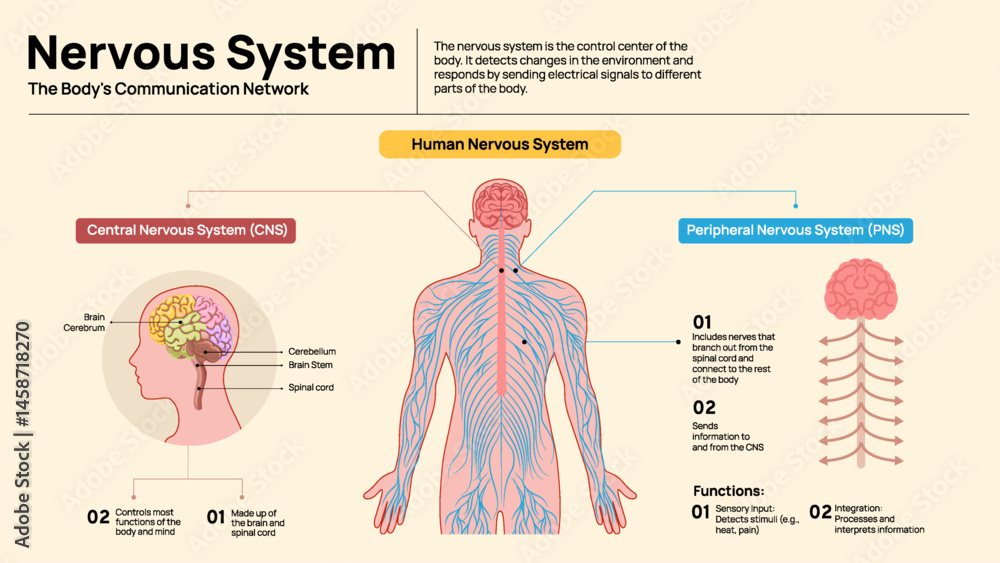 Human Nervous System Diagram – Central and Peripheral System Explained ...