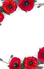 Wall Mural - flowers red poppies ( corn poppy, corn rose, field poppy ) on a white background with space for text