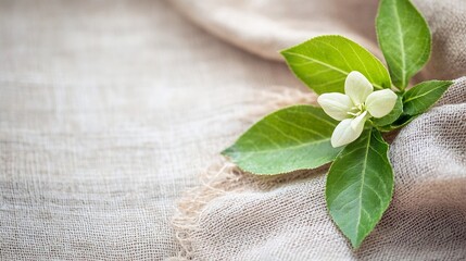 Leinwandbilder - Close-up of a delicate white flower blossom with vibrant green leaves, gently resting on a textured beige linen fabric. : Generative AI