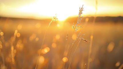 Poster - Golden hour sunlight illuminates tall grass blades in a field, creating a warm, hazy, and peaceful atmosphere at sunset. : Generative AI