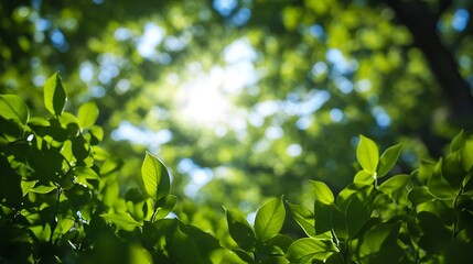 Aufkleber - Vibrant green leaves illuminated by sunlight, creating a bokeh effect in the background.  A lush, natural scene perfect for spring or summer themes. : Generative AI