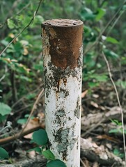 Poster - Close-up view of a weathered, rusty metal post, showing peeling white paint and significant rust discoloration. The post stands amidst a blurred background of green foliage and forest  : Generative AI